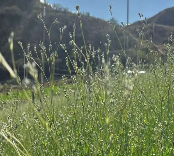 Cultivo de Gypsophila en la finca de Lúmea Flowers, Ecuador