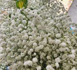 Presentación de Gypsophila de 550 gramos
