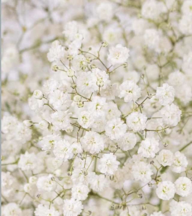 Gypsophila Polar Bear, variedad insignia de Lúmea Flowers