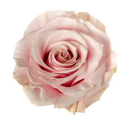 White Naomi Roses